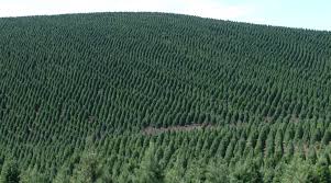 You have reached the website of point of rocks rv campground. Seasons Greening How Christmas Tree Farmers Are Cutting Down On Pesticides Civil Eats