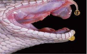 Snake venom is a complex mixture of several enzymes, proteins, polypeptides and other compounds. Snake Venom Source 3 Download Scientific Diagram