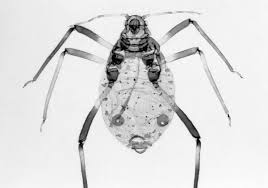 Image result for Landolphia incerta