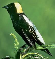 Birds Native To Northeast Ohio Bobolink An Ebullient Songbird The Bobolink Is A Familiar Inhabitant Of Meadows In The Northeast Birds For Kids Birds Migratory Birds