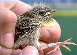 Elle est plus petite que l'alouette des champs et plus compacte. Alouettes Recettes Et Terroirs