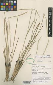 Image result for Elionurus