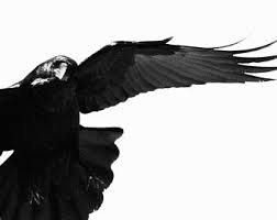 Black And White Raven Images Raven In Flight Black And White Raven Raven Art Crow Art Abstract Raven Raven Photography Modern Raven Art Bird Photog Raven Photography Crow Art Crow