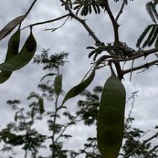 Image result for Acacia fleckii