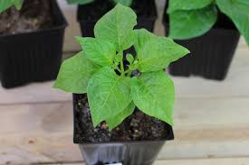Check frequently, and when the seeds first show signs of germinating, transplant to seed starting cups. Jalapeno Plant Stages W Pictures Seedling To Harvest Pepper Geek
