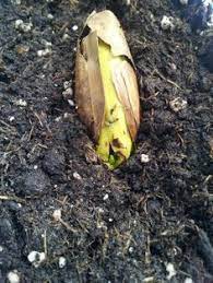 Best 11 Grow Your Own Fruit Hybrids By Crafts Ideas Videos Crafts Fruit Hybrids Ideas Videos Diy Cra Banana Plants How To Grow Bananas Grow Banana Tree