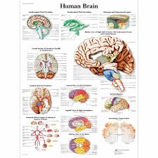 > imaginile anatomice de mai jos reprezinta creierul si structura anatomica a lui pozele si imaginile creierului uman sunt realizate 3d fidele realitatii in asa fel incat imaginile cu creierul uman sa fie cat mai adevarate si mai apropiate de realitate.imagine 3d a creierului ► cerebel ► glob. Poster Creierul Uman 50 X 67 Cm Pe Hartie