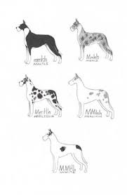 Aoac Color Breeding In The Great Dane A Canine Color