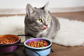 Do male or female cats live longer? How Long Can Cats Go Without Eating Ipetcompanion