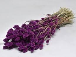Dried flowers and grasses such as pampas grass, bunny tails, and preserved eucalyptus are enjoyed throughout the year. Buy Dried Flowers Ireland Dried Flowers Thuisbloemist