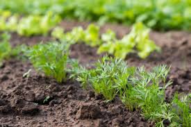 Check spelling or type a new query. When To Plant Carrots Diy