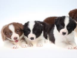 Border Collie Elityavru Com