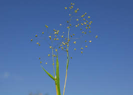 Image result for Briza minor