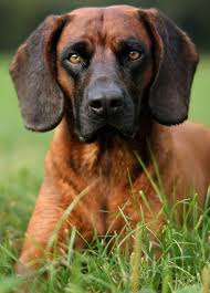 Der rassenstandard schreibt für rüden eine größe zwischen 47 und 52 cm. Bavarian Mountain Hound Bayrischer Gebirgsschweisshund Hunderassen Bayerischer Gebirgsschweisshund