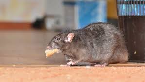 Depending on where the body is, you may have to hire pest experts with equipment for dead animal removal to get rid of the source of the smell. How To Rodent Proof Your Home Rodent Proofing Tips Diy Pest Control