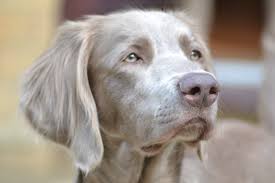 Browse 110 long haired weimaraner stock photos and images available, or start a new search to explore more stock photos and images. Astraios Longhaired Weimaraners Longhaired Weimaraners