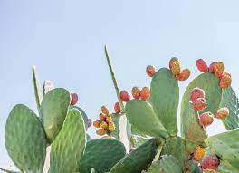 A cactus (plural cacti, cactuses, or less commonly, cactus) may be a member of the family cactaceae,] a family the word cactus derives, through latin, from the traditional greek κάκτος, kaktos, a reputation originally employed by theophrastus for a spiny plant whose identity is not certain. 13 Types Of Cactus Plants You Can Grow At Home Bob Vila