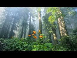 Beautiful Relaxing Music Sunny Mornings By Peder B Helland Official Video Youtube Relaxing Music Piano Music Relaxing Music Sleep