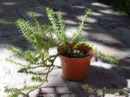 Image result for Crassula schimperi