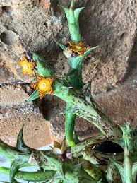 Image result for Orbea schweinfurthii