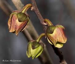 Image result for Erythrocephalum albiflorum