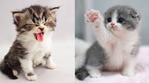 Baby Cats Cute And Funny Cat Videos Compilation Trong 2020