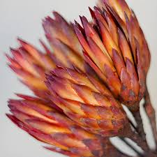 Image result for Protea rupestris