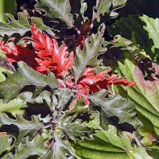 Image result for Fagonia sinaica