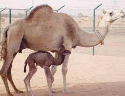 The camelids, as a family, include the new world camelids: Pin On Camel