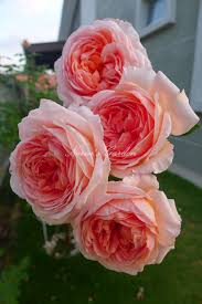 Definisi, jenis, dan cara hidup. Konsep 27 Jenis Bunga Ros