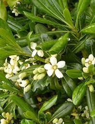 I inherited several of these planted as a hedge, poorly pruned into a little rectangular box. How To Grow Pittosporum Care And Growing Pittosporum