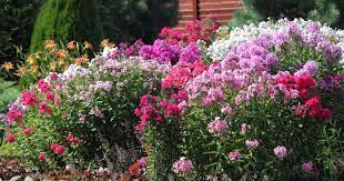 People usually grow annual plants. 45 Easy Perennials Flowers That Come Back Every Year Guide