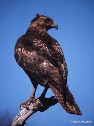 Flying High — Subspecies of Red-tailed Hawk