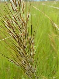 Image result for Loudetia simplex