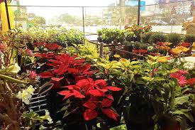 What better way to celebrate than with a trip to our budding, blooming, buzzing retail nursery?! Best Nurseries In Pune Lbb Pune