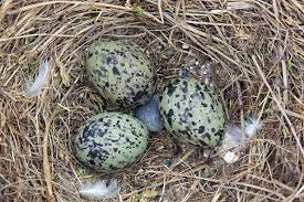 We did not find results for: Hundreds Of Thousands Of Seagull Eggs Taken From Nests To Serve Up In Posh Restaurants Mirror Online