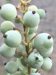 Image result for Maerua nervosa