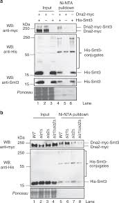 Unternehmensdaten nta mainz gmbh mainz sind details, adresse, telefonnummer, kontakte, kommentare, offene stellen. Sumoylation Regulates The Stability And Nuclease Activity Of Saccharomyces Cerevisiae Dna2 Communications Biology