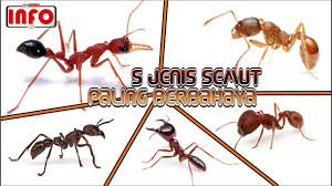 Check spelling or type a new query. 5 Jenis Semut