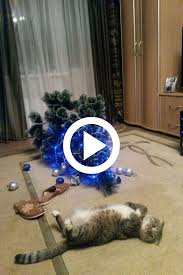 10 Super Funny Cat Videos To Make You Laugh Every Time Funny Cat Videos Cat Gif Funny Cats