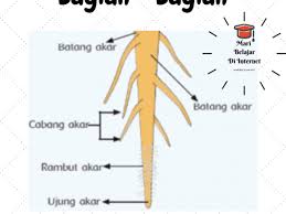Adapun perbedaan antara akar serabut dan akar tunggang adalah sebagai berikut Bagian Bagian Akar Tunggang Berdasarkan Morfologi Dan Anatomi Akar
