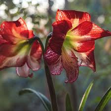 How to take care of flower bulbs— presentation transcript 4 step 1 watering the plants: How To Pot And Care For An Amaryllis Bulb Horticulture