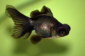Looks Like My Sheldon Black Goldfish Goldfish