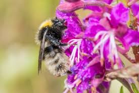 Image result for Bombus norvegicus