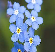 Buy a metal, acrylic, or wrist style keychain, or get different shapes like round or rectangle! Amazon Com Big Pack 50 000 French Forget Me Not Myosotis Sylvatica Flower Seeds Perennial Zone 3 9 Flower Seeds By Myseeds Co Big Pack Forget Me Not Garden Outdoor