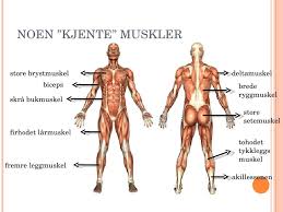 Standardiserade anatomiska termer för rörelse beskriver hur musklernas kontraktion ändrar kroppsdelarnas position relativt den anatomiska grundställningen, då blicken är riktad framåt, armarna hänger längs med kroppen med handflatorna riktade framåt och fötterna är placerade så att de vidrör. Kroppen