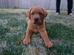 The reddish color comes from porphyrins, a naturally occurring chemical your dog excretes through their saliva, tears, urine, and waste. Our New Red Lab Puppy Has The Saddest Eyes Labrador