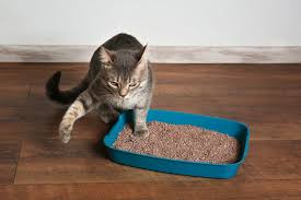 Maybe you would like to learn more about one of these? 5 Cara Efektif Hilangkan Bau Kotak Pasir Kucing Di Rumahmu Merdeka Com