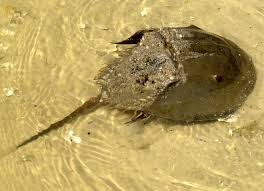 Image result for Crabbea cirsioides