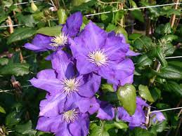 Data specific to clematis (edit). Clematis Lady Betty Balfour Clematis Lady Betty Balfour Baumschule Horstmann
